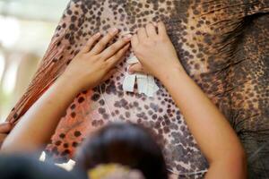 Closeup hands of veterinarian is inserting a syringe to administer saline into the ear of a sick elephant. photo