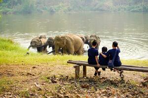 Back view of traveler's family looking at herd of Asian elephants bathing in the national park's river. photo