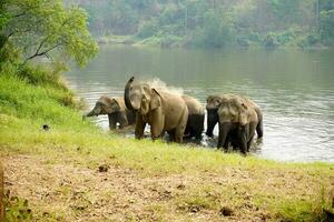 Herd or group of Asian elephants bathing in the river of the forest in northern Thailand. photo