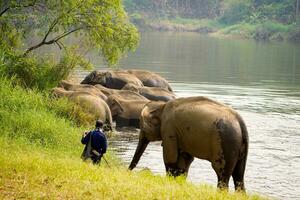 Herd or group of Asian elephants bathing in the national park's river in northern Thailand. photo