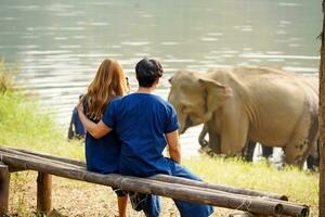 Back view of young couple looking at herd of Asian elephants bathing in the national park's river. photo
