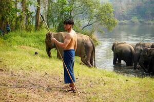 Asian handsome mahout with perfect body acting for a photo shoot on herd of Asian elephants background.