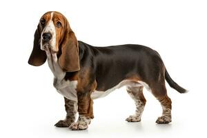 AI generated Realistic basset hound clipart photo