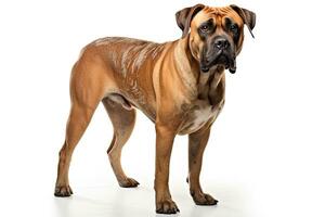 AI generated Realistic Boerboel dog clipart photo