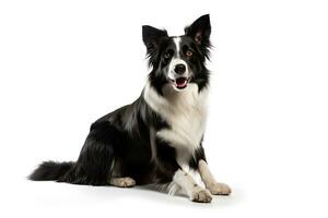 ai generado realista frontera collie clipart foto