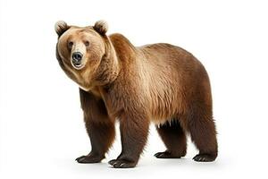 AI generated Brown bear clipart photo