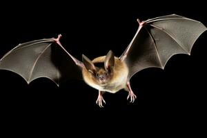 AI generated Realistic bat clipart photo