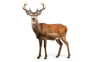 AI generated Forest Deer clipart photo