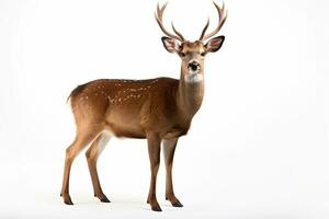 AI generated Forest Deer clipart photo