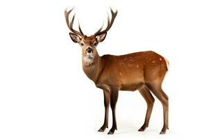 AI generated Forest Deer clipart photo