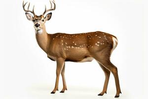 AI generated Forest Deer clipart photo