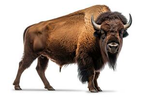 AI generated Realistic bison clipart photo