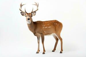 AI generated Forest Deer clipart photo