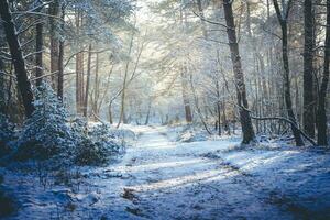 After the snow has fallen on a mountain bike through the Fischbeker Heide nature reserve near Hamburg photo