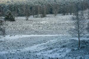 After the snow has fallen on a mountain bike through the Fischbeker Heide nature reserve near Hamburg photo