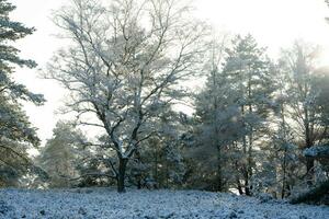 After the snow has fallen on a mountain bike through the Fischbeker Heide nature reserve near Hamburg photo