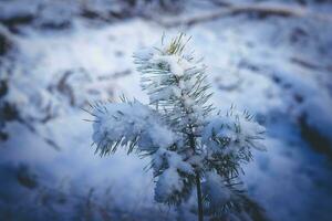 After the snow has fallen on a mountain bike through the Fischbeker Heide nature reserve near Hamburg photo