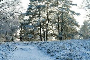 After the snow has fallen on a mountain bike through the Fischbeker Heide nature reserve near Hamburg photo