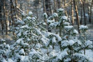 después el nieve tiene caído en un montaña bicicleta mediante el fischbeker heide naturaleza reserva cerca hamburgo foto