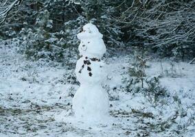 After the snow has fallen on a mountain bike through the Fischbeker Heide nature reserve near Hamburg photo