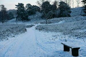 After the snow has fallen on a mountain bike through the Fischbeker Heide nature reserve near Hamburg photo