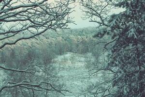 After the snow has fallen on a mountain bike through the Fischbeker Heide nature reserve near Hamburg photo