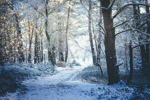 After the snow has fallen on a mountain bike through the Fischbeker Heide nature reserve near Hamburg photo