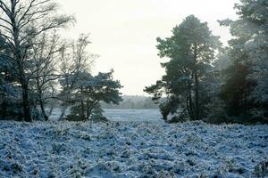 After the snow has fallen on a mountain bike through the Fischbeker Heide nature reserve near Hamburg photo