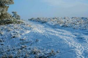 After the snow has fallen on a mountain bike through the Fischbeker Heide nature reserve near Hamburg photo