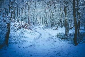 After the snow has fallen on a mountain bike through the Fischbeker Heide nature reserve near Hamburg photo