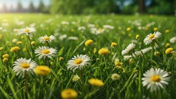 AI generated Yellow daisy in green field under blue sky, close-up photo