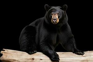 AI generated Realistic black bear clipart photo