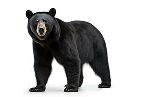 AI generated Realistic black bear clipart photo