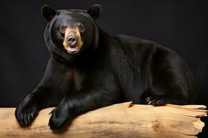 AI generated Realistic black bear clipart photo