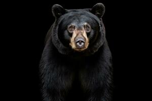 AI generated Realistic black bear clipart photo