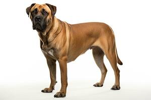 AI generated Realistic Boerboel dog clipart photo