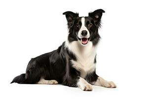 ai generado realista frontera collie clipart foto