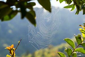 cobweb lit by sun on closeup in mountains photo