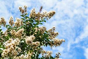 white blossoms on green twigs and blue sky photo