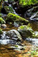 stalks of grass illuminated by sun against stream photo