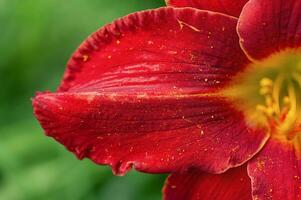 Macro photo of red and yellow lily petals. Flower on green blurred natural background.