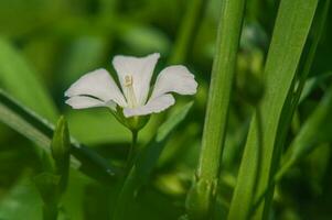 A flower on a sunny day in summer. A white flower of a flax plant on a background of green grass. photo