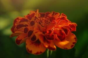 Flower close-up. Marigold is orange with a sun glare on the petals. photo