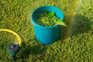 Asparagus green beans in a blue bucket stand on the grass. Bean harvest. photo