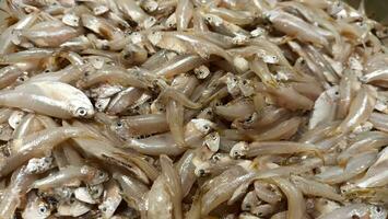 fresh fish in the supermarket ready to buy photo