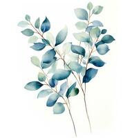 AI generated eucalyptus leaves on branch with white background photo