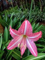 Pink lily flower closeup. It's name is oriental hybrids, the scientific name is lilium longiflorum. photo