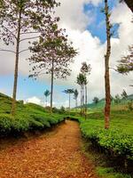 Beautiful view of the rocky road with tea plantation from the sides photo