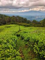 Beautiful view of the rocky road with tea plantation from the sides and the hill in the distance photo