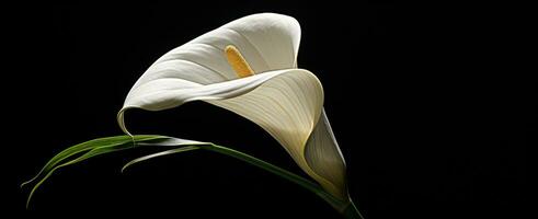 ai generado un blanco calla lirio desplegado un negro antecedentes foto